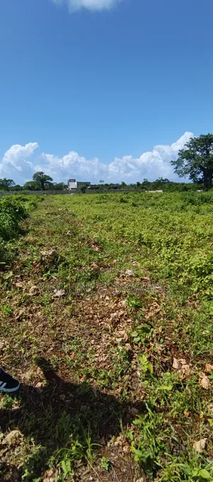 Galu Diani