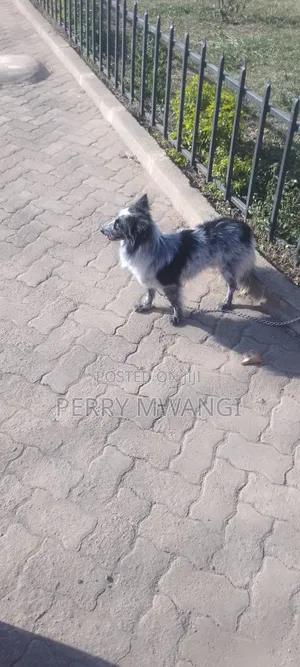 1+ year Male Purebred Japanese Spitz