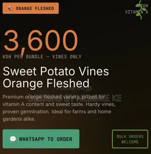 Sweet Potato Vines Orange Fleshed