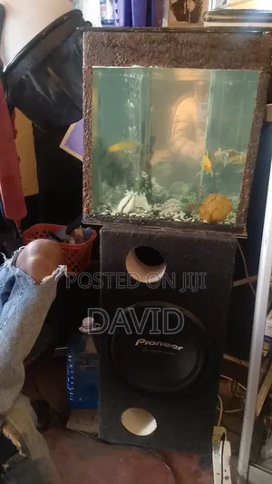 Aquarium 50 Liters With Pump And 5 Gold Fish.