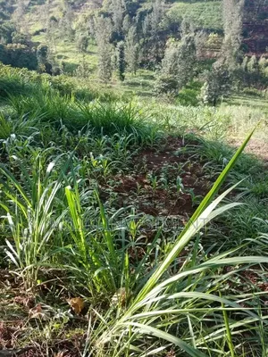 0.7 Acres on Sale at Kiriani-Kiambugi