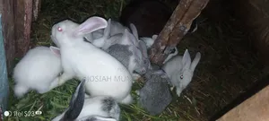 Rabbit for Meat or for Keeping