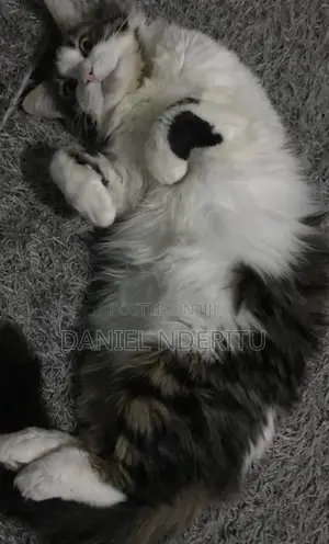 1+ year Female Purebred Ragdoll