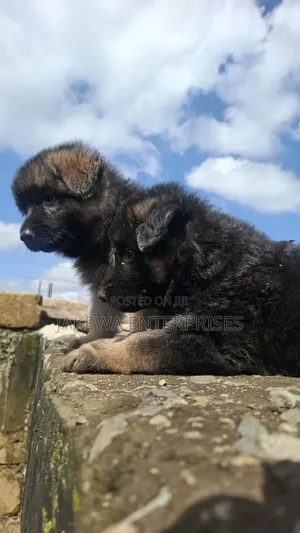 1-3 months Male Purebred German Shepherd