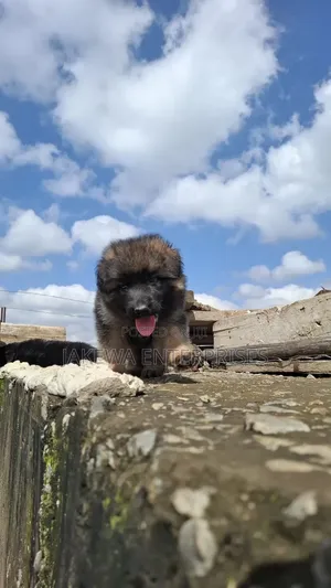 1-3 months Female Purebred German Shepherd