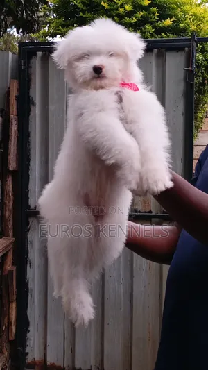 1-3 months Male Purebred Havanese