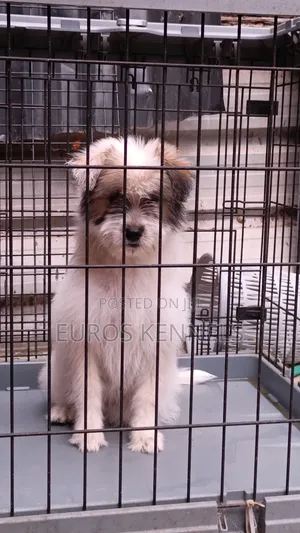 1-3 months Female Purebred Havanese