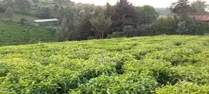 2 Acres and Quarter Tea Farm on Sale Around Gitiha/Kambaa Mau Mau Road