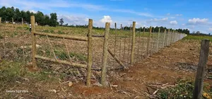 1⁄4 Plots for Sale in Illula Limo Eldoret.