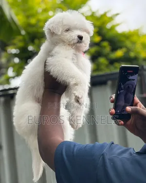 1-3 months Male Purebred Havanese