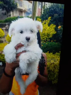 1-3 months Female Purebred Maltese