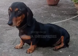 6-12 months Male Purebred Dachshund