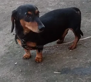 6-12 months Male Purebred Dachshund