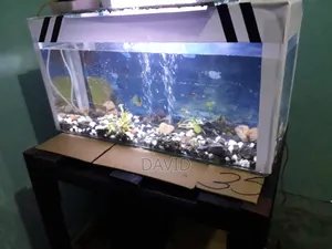 Aquarium and Fish Pets
