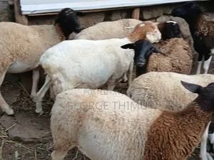 Dorper Males for Sale
