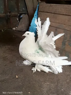 Fantail Pigeon