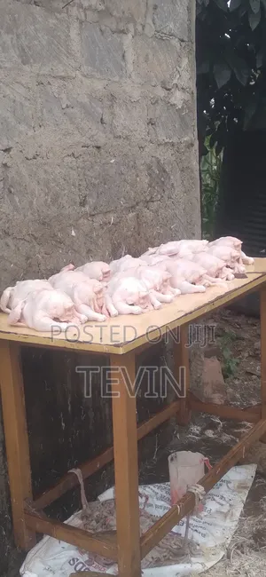 Broiler Chicken