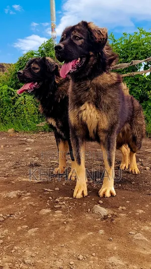 1+ year Male Purebred Caucasian Shepherd