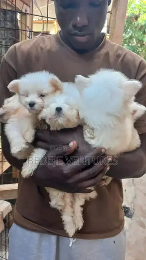 1-3 months Female Purebred Maltese