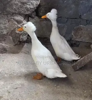 Crested Ducks. 2 Months Pair.