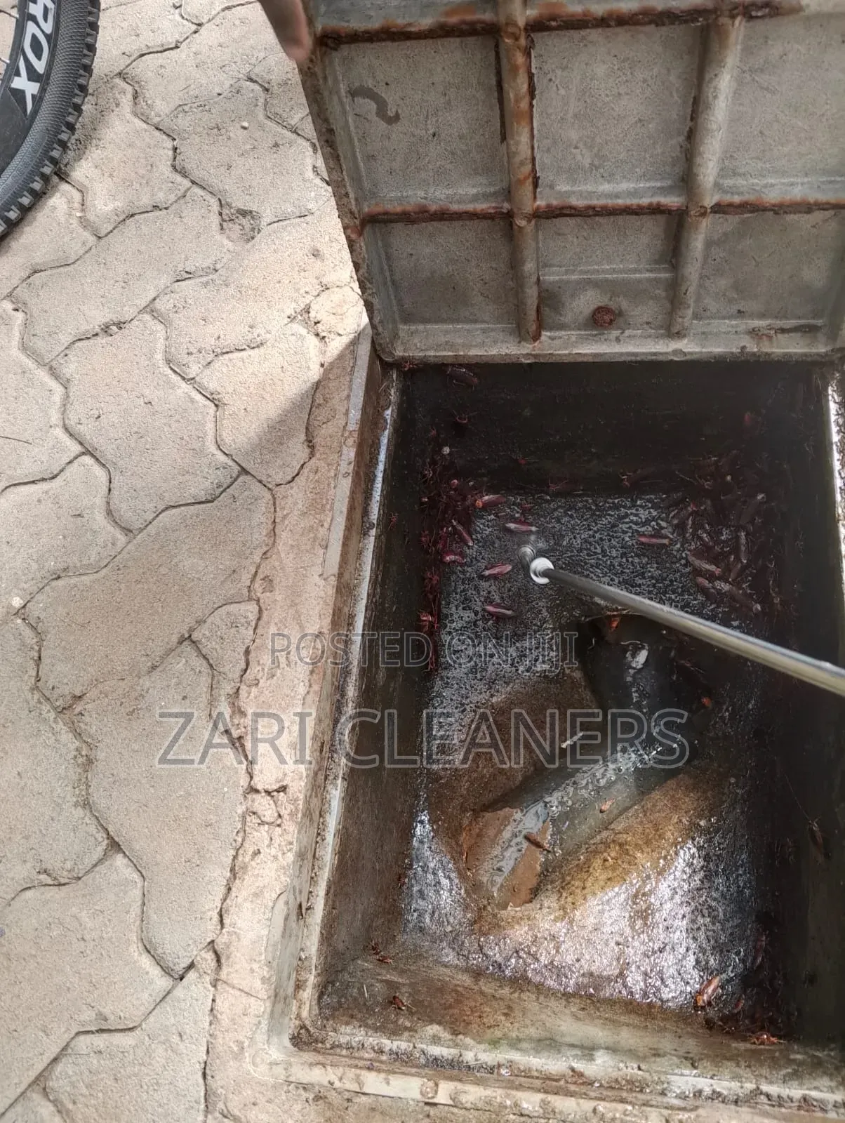 Household and Compound Pests Fumigation and Pest Control Pests
