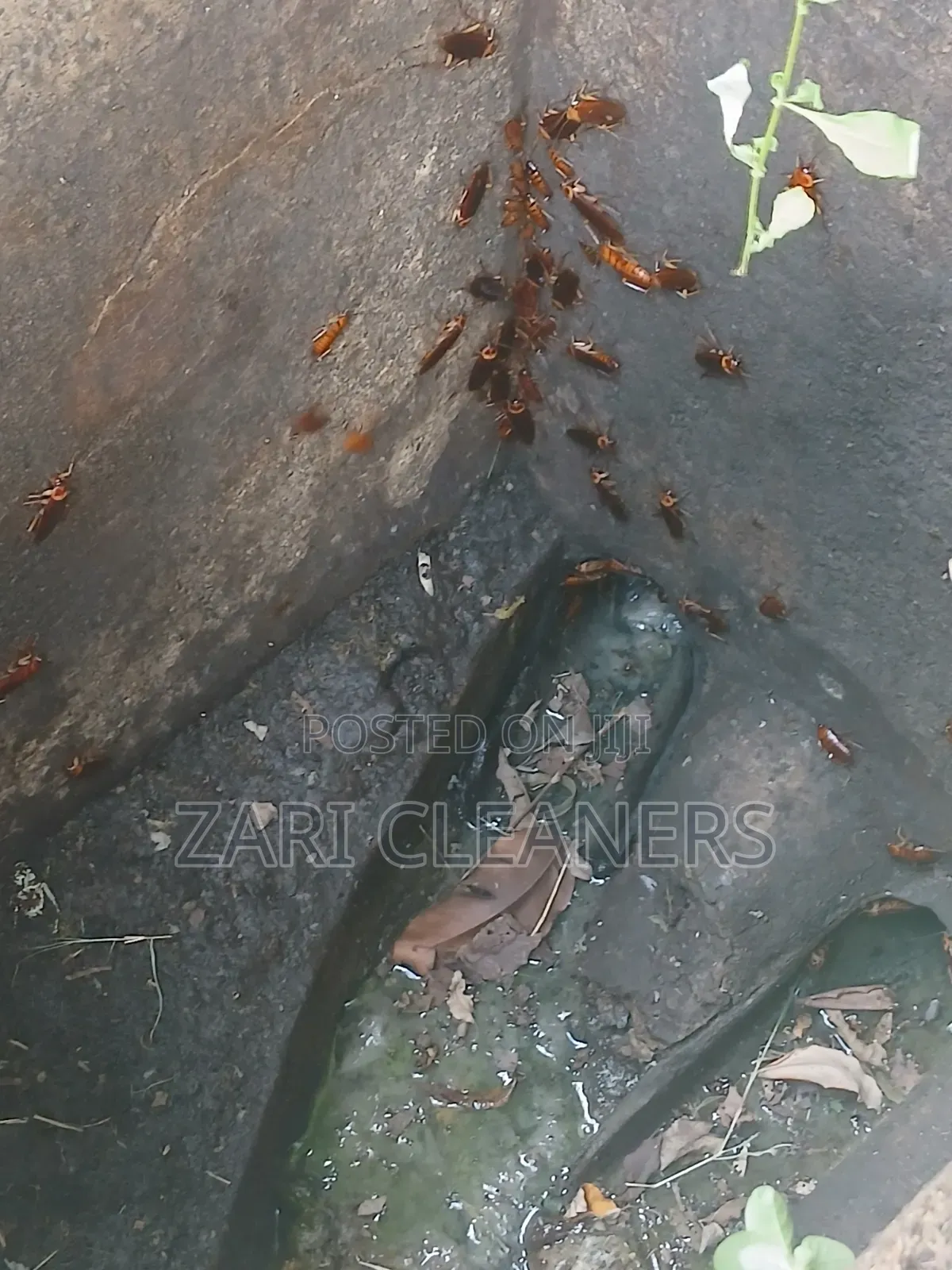 Household and Compound Pests Fumigation and Pest Control Pests