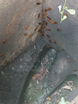 Household and Compound Pests Fumigation and Pest Control Pests