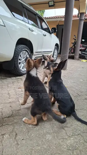 1-3 months Male Purebred German Shepherd