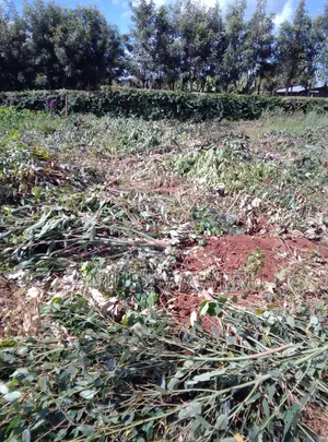 Plots and Land