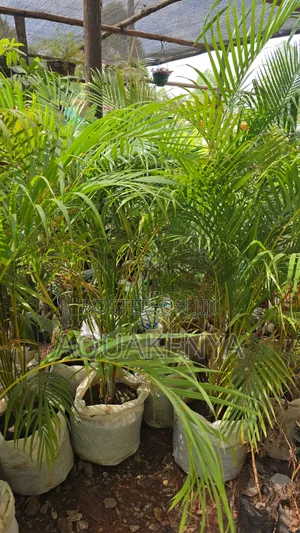 Golden Palm ,Plants for Your Home