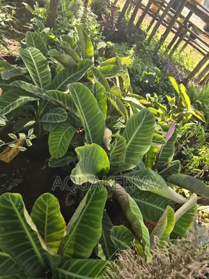Indoor Plants Easy to Maintain,