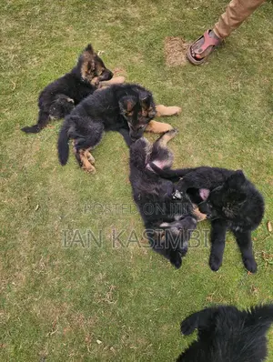 1-3 months Female Purebred German Shepherd