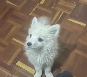 1-3 months Male Purebred Maltese
