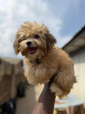 1-3 months Male Purebred Havanese