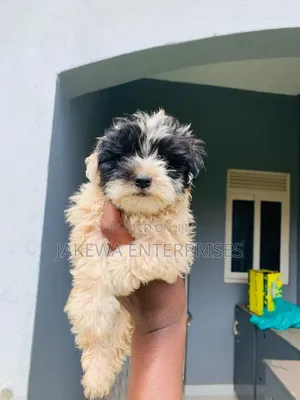 1-3 months Male Purebred Havanese