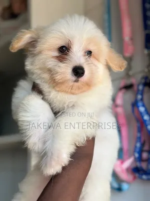 1-3 months Male Purebred Havanese
