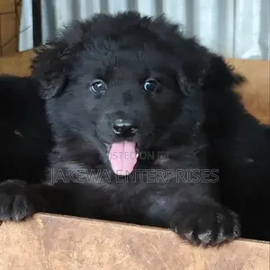 1-3 months Male Purebred German Shepherd