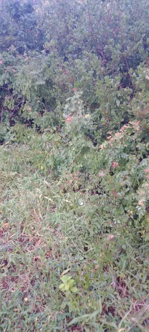 Plot for Sale