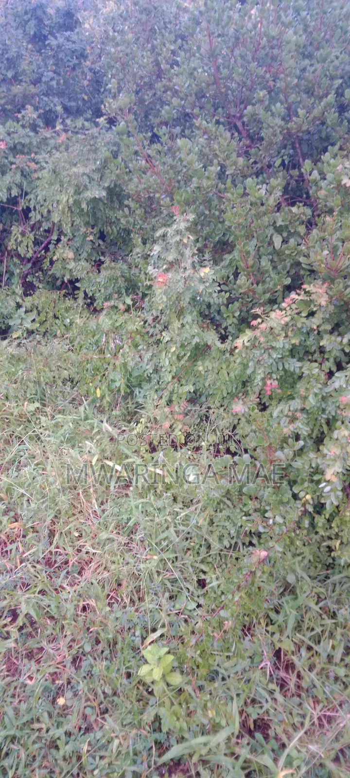 Plot for Sale
