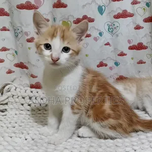 1-3 months Female Mixed Breed Siberian