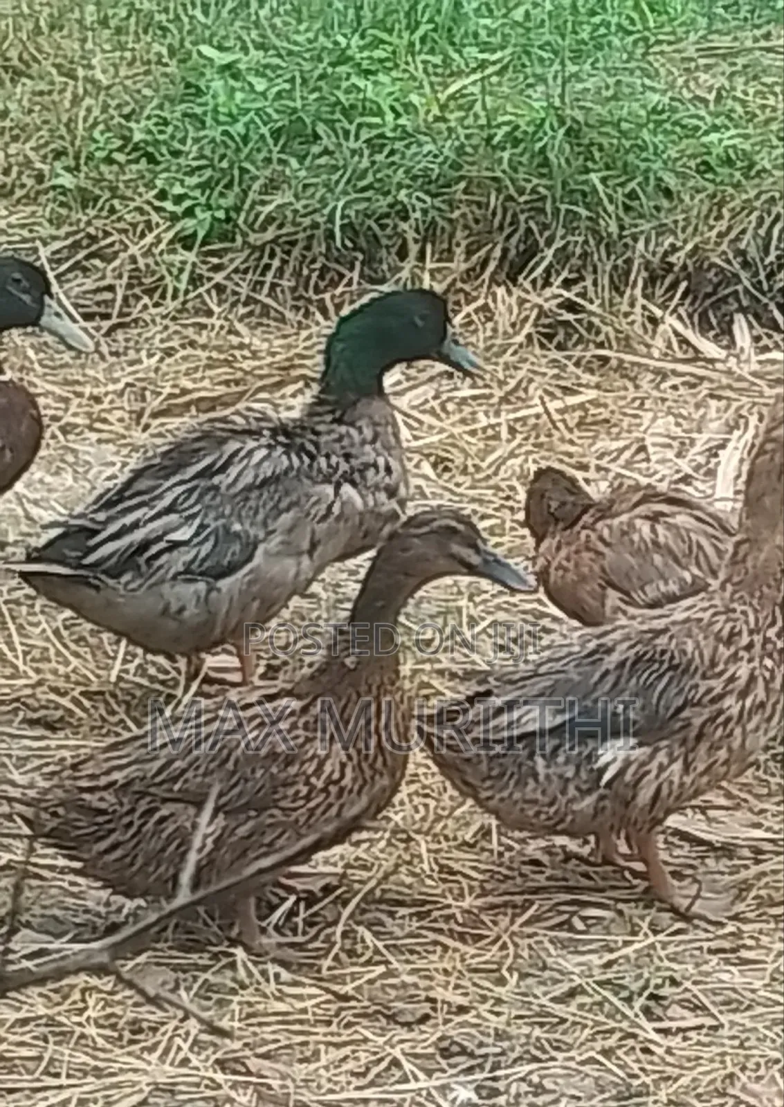 Ducks Rouen, Black Swedish Swedish