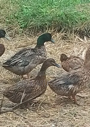 Ducks Rouen, Black Swedish Swedish