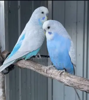 Budgie Pair Comes With Free Cage