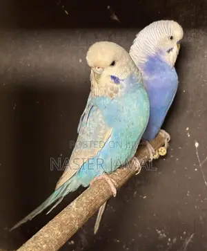 Pair of Budgies Free Cage