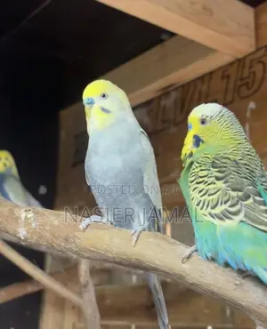 Budgies With Free Cage