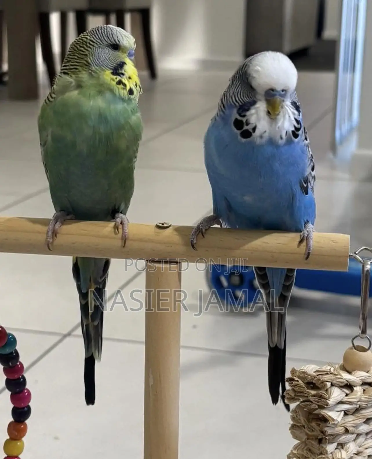 Colorful Budgies Free Cage