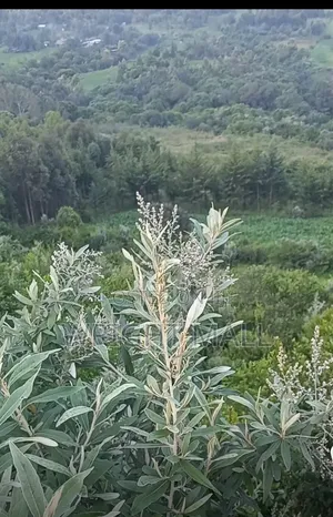 5 Acres-Gilgil