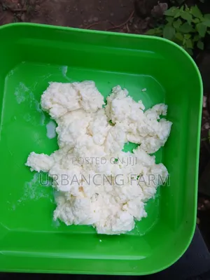 Milk Kefir Grains Available