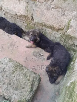 1-3 months Male Purebred German Shepherd