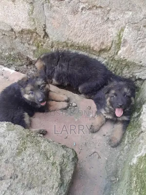 1-3 months Female Purebred German Shepherd